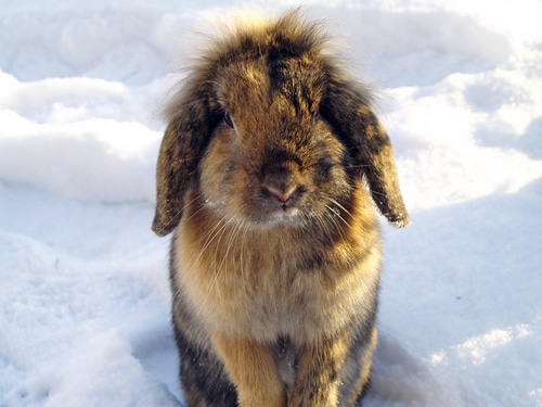 Ein gesundes Kaninchen hält Temperaturen von bis zu -20°C aus.